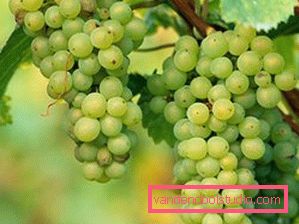 Aceite de semilla de uva